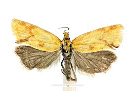 Attēlu rezultāti vaicājumam “Agapeta hamana”