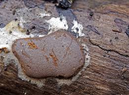 Attēlu rezultāti vaicājumam “Dictydiaethalium plumbeum spores”