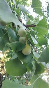 Attēlu rezultāti vaicājumam “Ginkgo biloba fruit”