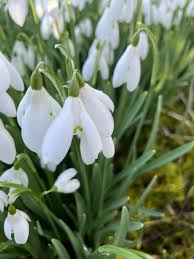 Attēlu rezultāti vaicājumam “Galanthus nivalis leaf”
