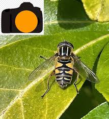 Attēlu rezultāti vaicājumam “Helophilus pendulus”