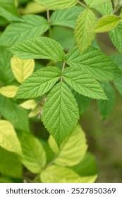 Attēlu rezultāti vaicājumam “Rubus idaeus leaf”