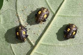 Attēlu rezultāti vaicājumam “Adalia bipunctata larva”
