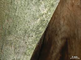 Attēlu rezultāti vaicājumam “Chaenotheca trichialis”