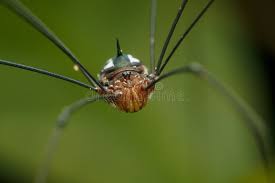 Attēlu rezultāti vaicājumam “Opiliones”