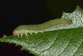 Attēlu rezultāti vaicājumam “Allantus cinctus”