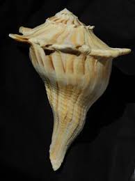 Image result for Sinistrofulgur perversum