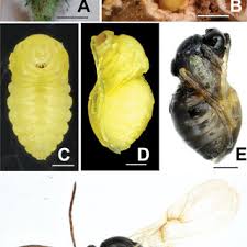 Attēlu rezultāti vaicājumam “Aulacidea hieracii”