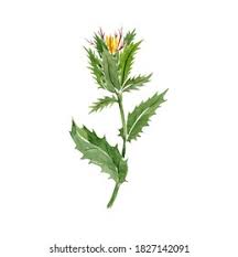 Image result for Cnicus benedictus