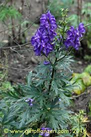 Image result for Eisenhut