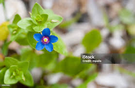 Image result for Anagallis arvensis