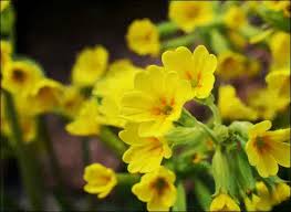 Image result for Primula veris