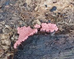 Attēlu rezultāti vaicājumam “Stemonitis fusca var. nigrescens plasmodium”