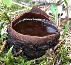 Attēlu rezultāti vaicājumam “Sarcosoma globosum”