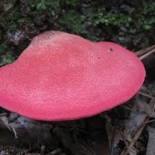 Attēlu rezultāti vaicājumam “Fistulina hepatica”