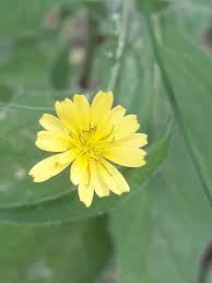 Attēlu rezultāti vaicājumam “Lapsana communis flower”