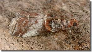 Attēlu rezultāti vaicājumam “Acrobasis advenella”