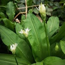 Attēlu rezultāti vaicājumam “Allium ursinum leaf”