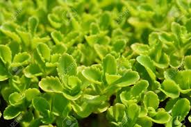 Attēlu rezultāti vaicājumam “Sedum aizoon”