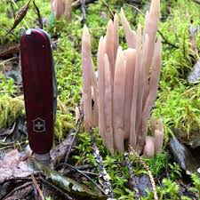 Attēlu rezultāti vaicājumam “Clavaria fumosa”