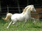 Welsh Pony horse breed information