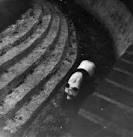 Chi Chi, Giant Panda, - via Daymix