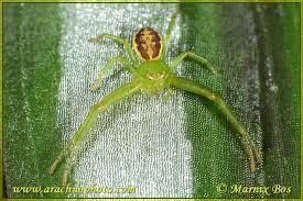 Attēlu rezultāti vaicājumam “Thomisidae”