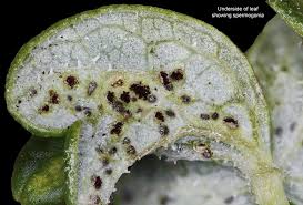 Attēlu rezultāti vaicājumam “Tranzschelia anemones”