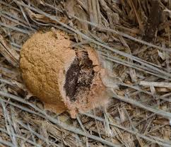 Attēlu rezultāti vaicājumam “Fuligo luteonitens macro”