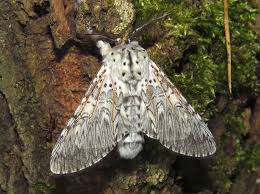 Attēlu rezultāti vaicājumam “Cerura vinula”