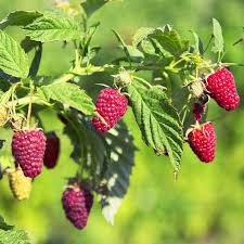 Attēlu rezultāti vaicājumam “Rubus idaeus fruit”