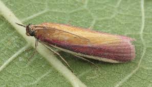 Attēlu rezultāti vaicājumam “Oncocera semirubella”