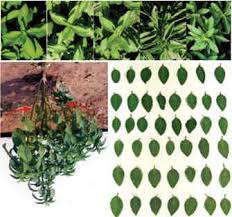 Attēlu rezultāti vaicājumam “Mentha arvensis bud”