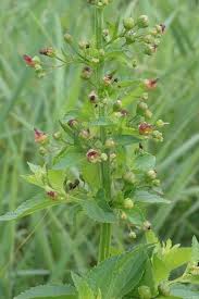 Attēlu rezultāti vaicājumam “Scrophularia umbrosa flower”