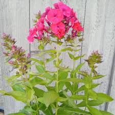 Attēlu rezultāti vaicājumam “Phlox paniculata”