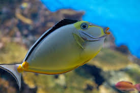 Image result for Naso lituratus