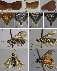 Attēlu rezultāti vaicājumam “Tischeria complanella larva”
