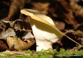 Attēlu rezultāti vaicājumam “Polyporus badius”