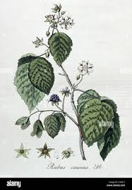 Attēlu rezultāti vaicājumam “Rubus caesius”