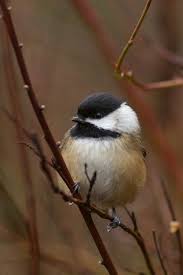 Image result for Poecile montana