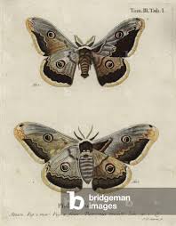 Attēlu rezultāti vaicājumam “Saturnia pavonia female”