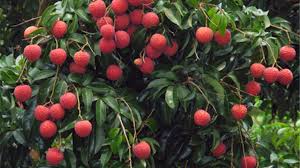 Image result for Litchi chinensis