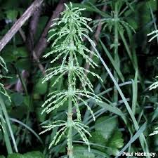 Attēlu rezultāti vaicājumam “Equisetum sylvaticum”