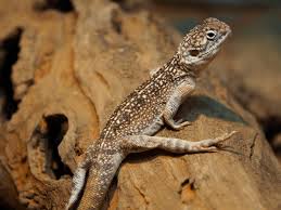 Image result for Central Weald Dragons