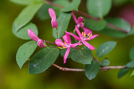 Attēlu rezultāti vaicājumam “Lonicera tatarica flower”