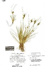 Attēlu rezultāti vaicājumam “Carex viridula”