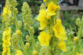 Attēlu rezultāti vaicājumam “Verbascum”