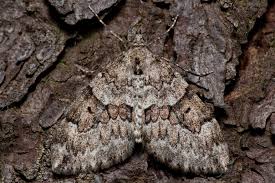 Attēlu rezultāti vaicājumam “Thera variata”