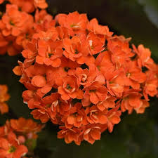 Image result for Kalanchoe blossfeldiana