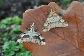 Attēlu rezultāti vaicājumam “Erannis defoliaria”